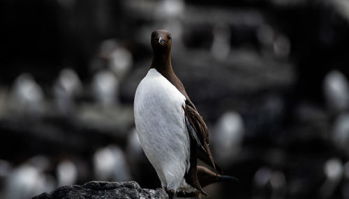 Close-up of bird perching on rock