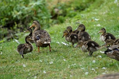 Flock of birds on grass