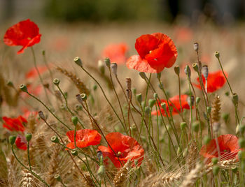 Close-up of red poppy flowers on field