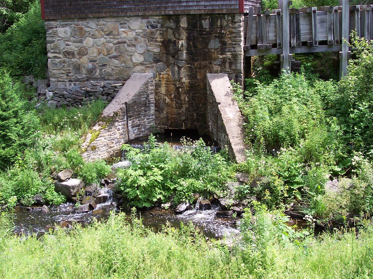 PLANTS IN WATER