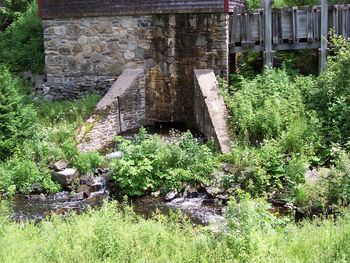 Plants growing in water