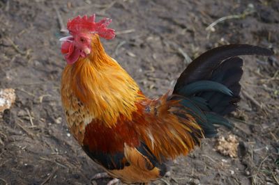 Close-up of rooster on field