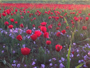 Red poppy flowers in field