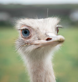 Close-up portrait of a ostrich 