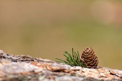 Close-up of a lizard on rock