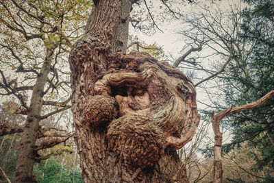 Low angle view of trees