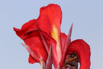 Close-up of red rose flower against clear sky