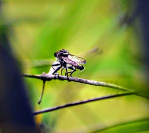 Close-up of insect on plant