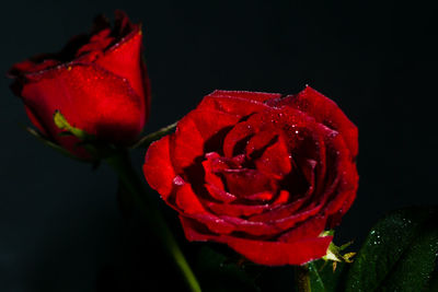 Close-up of red rose against black background