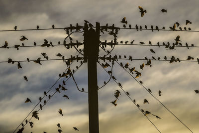 Low angle view of birds perching on cable