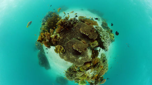 Close-up of fish swimming in sea