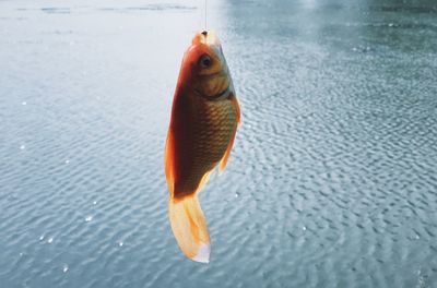 Close-up of fish in sea