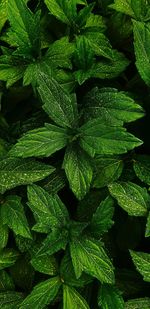 Full frame shot of fresh green leaves