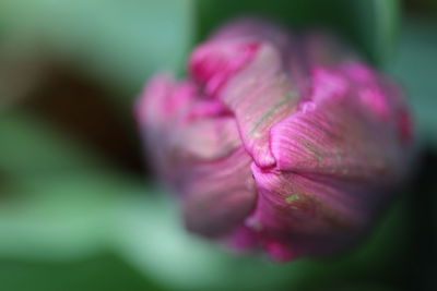 Close-up of pink rose flower