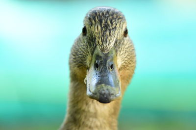 Close-up portrait of bird