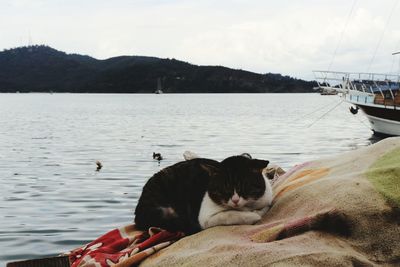 View of a cats in the sea