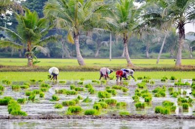 People working in farm