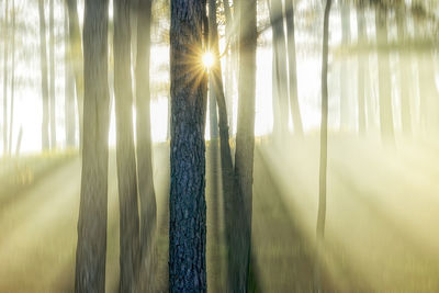 Sunlight streaming through trees in forest