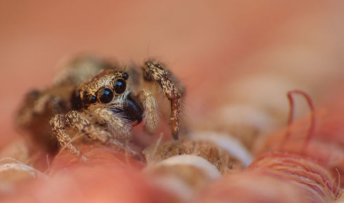 Close-up of spider