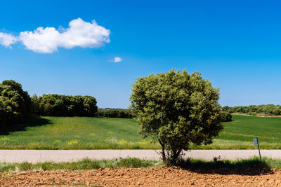 Tree on field against blue sky