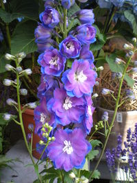 Close-up of purple flowers