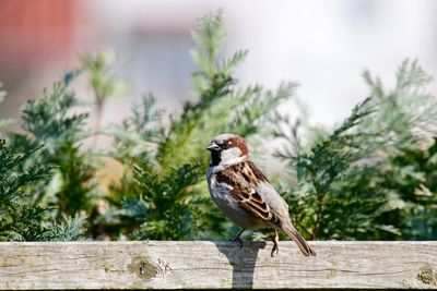 Close-up of sparrow perching on wood