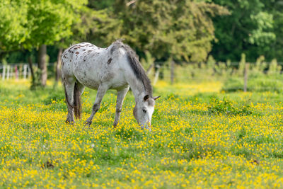 meadow