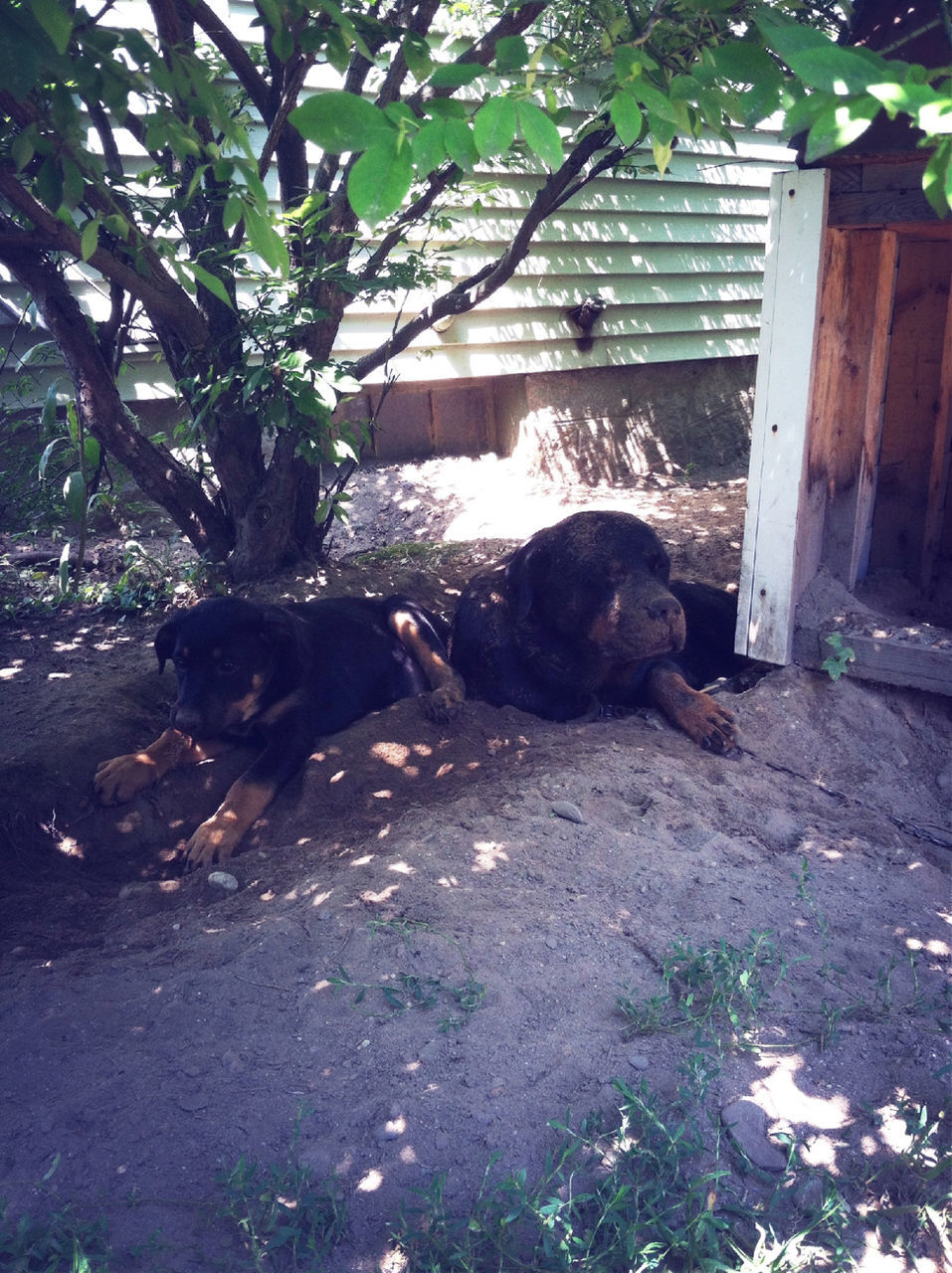 animal themes, one animal, mammal, domestic animals, pets, domestic cat, built structure, tree, relaxation, cat, dog, sitting, architecture, day, sunlight, no people, outdoors, full length, zoo, animals in captivity