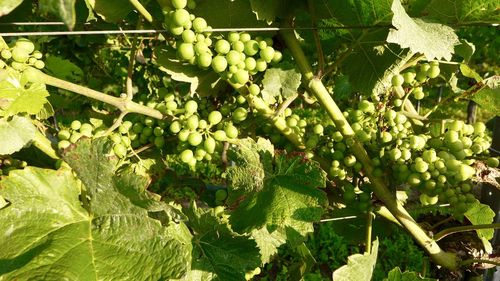 Grapes growing in vineyard