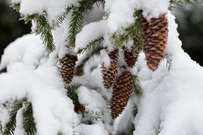 Close-up of snowy tree and cones