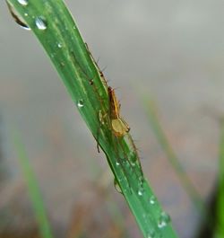 Close-up of insect on plant