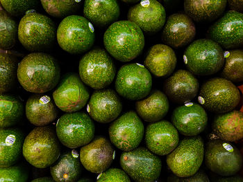 Full frame shot of avocados for sale