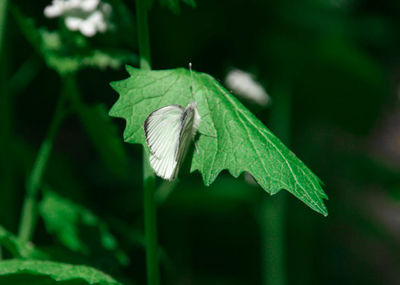 Close-up of leaves