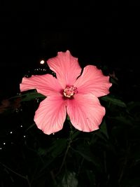 Close-up of pink flower blooming against black background