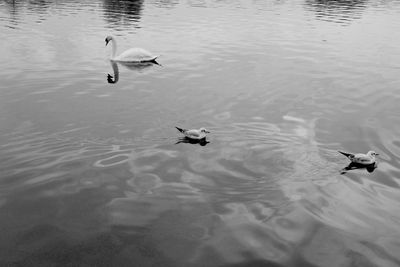 High angle view of swans swimming in lake