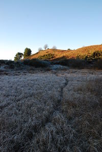 Scenic view of field against clear blue sky