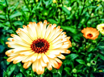 Close-up of flowers blooming outdoors