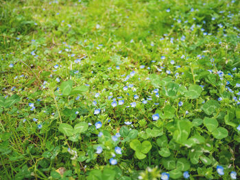 High angle view of flowering plants on field