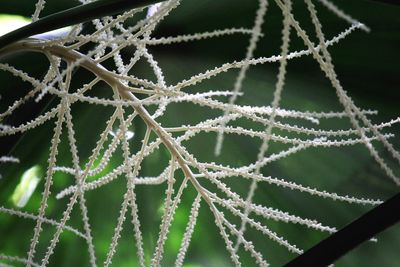 Close-up of spider web on snow
