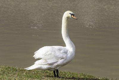 White swan in lake