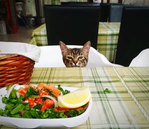Cat in a plate