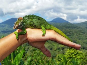 Close-up of reptile on human hand against mountains and cloudy sky