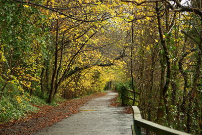 Empty footpath amidst trees during autumn at forest