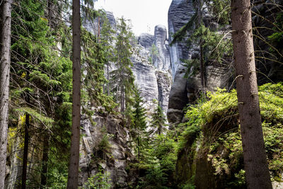 Low angle view of trees growing in forest