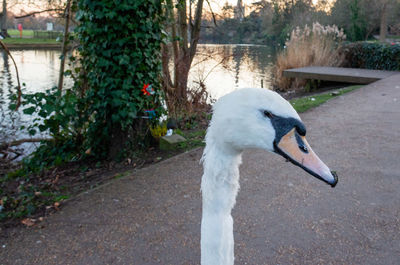 Close-up of a swan