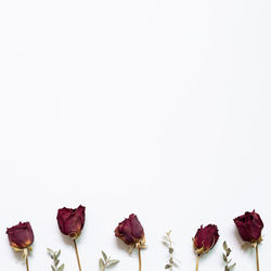 Close-up of roses against white background