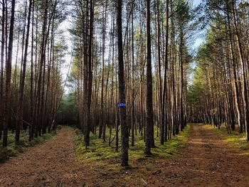 Dirt road amidst trees in forest