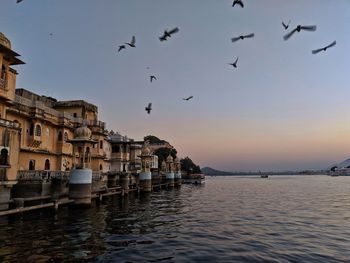 Birds flying over sea