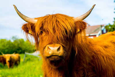 Close-up portrait of goat on field