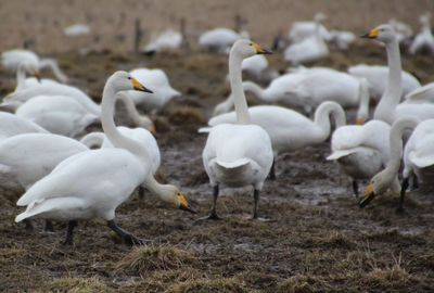 View of birds on field